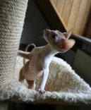 Kočky: Aktivní > Cornish Rex