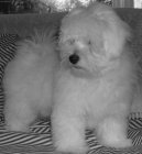Psí plemena: Dekorativní > Coton de Tulear