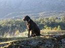 Psí plemena: Retrívři, slídiči a vodní psi > Curly coated retrívr (Curly Coated Retriever)