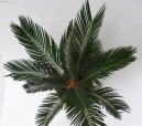 Pokojové rostliny: Polokeře > Cykas japonský (Cycas revoluta)
