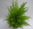 Pokojové rostliny: Zahradní stromky > Cypřiš velkoplodý (Cupressus macrocarpa)