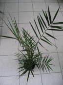 Pokojové rostliny: Rostliny s plody > Datlová palma, finik, datlovník (Phoenix canariensis)