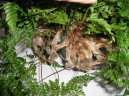 Pokojové rostliny:  > Davallie kanárská (Davallia Canariensis)