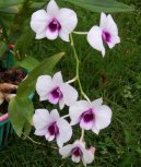 Pokojové rostliny:  > Dendrobium (Dendrobium aphrodite)