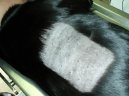 Kočky:  > Dermatologie (Veterinární zákroky)