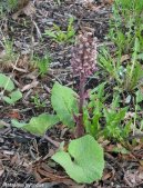 Pokojové rostliny:  > Devětsil Lékařský (Petasites hybridus L.)