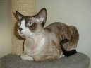 Kočky:  > Devon-rex (Devon Rex Cat)