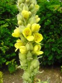 Pokojové rostliny:  > Divizna Velkokvětá, Divizna Sápovitá (Verbascum thapsiforme Schrad., Verbascum phlomoides L)