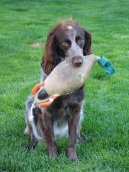 Psí plemena:  > Dlouhosrstý ohař z Pont-Audemer (Pont-Audemer Spaniel)