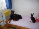 Psí plemena:  > Dobrman (Dobermann, Doberman)