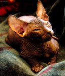 Kočky:  > Donský sphynx (Don Sphynx Cat)
