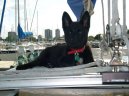Psí plemena: Veterinární poradna > Dovolená s pejskem, zahraničí (vycestování, doprava)
