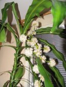 Pokojové rostliny:  > Dračinec, dracéna (Dracaena)