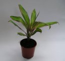 Pokojové rostliny:  > Dračinka, kordyline (Cordyline)