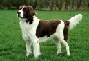 Psí plemena: Ohaři > Drentse Patrijshond (Drentse Patrijshond, Drentse Partridge Dog)