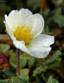 Pokojové rostliny:  > Dryádka osmiplátečná (Dryas octopetala)