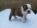 Psí plemena: Pinčové, knírači a molossoidní > Anglický buldok (English Bulldog)