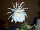 Pokojové rostliny:  > Epifillum, fylokaktus (Epiphyllum)