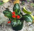 Pokojové rostliny:  > Episcia