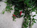 Pokojové rostliny:  > Eschynantus (Aeschynanthus)