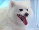 Psí plemena: Severská > Eskymácká lajka (Eskimo Dog)