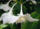 Pokojové rostliny:  > Eucharis, líbenka (Eucharis)