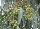 Pokojové rostliny:  > Eukalypt, Blahovičník Kulatoplodý (Eucalyptus globulus)