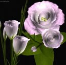 Pokojové rostliny: Jednoleté > Eustoma, jícnovka (Eustoma)