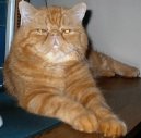 Kočky:  > Exotická krátkosrstá kočka (Exotic Shorthair Cat)