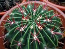 Pokojové rostliny:  > Ferokaktus (Ferocactus latispinus)
