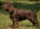 Psí plemena: Retrívři, slídiči a vodní psi > Field španěl (Field Spaniel)