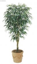 Pokojové rostliny:  > Fikus Ali (Ficus Alii)