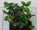 Pokojové rostliny:  > Fikus (Ficus)