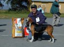 Psí plemena:  > Finský honič (Suomenajokoira, Finnish Hound)