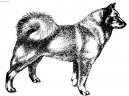 Psí plemena:  > Finský špic (Finnish Spitz, Suomenpystkorva)