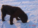 Psí plemena:  > Flanderský bouvier (Bouvier des Flandres)