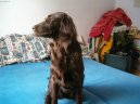 Psí plemena: Retrívři, slídiči a vodní psi > Flat Coated Retriever