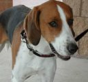 Psí plemena:  > Foxhaund (Foxhound)