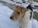 Psí plemena:  > Foxterier drsnosrstý (Fox Terrier Wire)