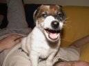 Psí plemena:  > Foxteriér hladkosrstý (Fox Terrier Smooth)