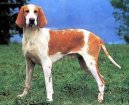 Psí plemena:  > Francouzský bílo-oranžový honič (French White and Orange Hound)