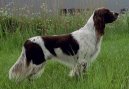 Psí plemena: Ohaři > Francouzský dlouhosrstý ohař (French spaniel)