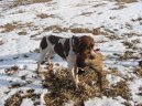 Psí plemena: Ohaři > Francouzský ohař krátkosrstý gaskoňského typu (French Pointing Dog Gascogne Type, Braque Francais, type Gaascogne)