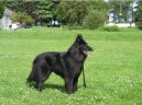 Psí plemena: Ovčáci a honáčtí psi > Belgický ovčák - Groenendael (Chien de Berger Belge - Groenendael)