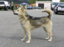 Psí plemena: Severská > Grónský pes (Greenland Dog)