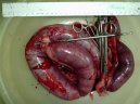 Psí plemena: Veterinární poradna > Gynekologie (Psi/Kočky) (Veterinární zákroky)