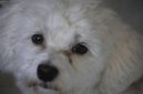 Psí plemena:  > Havanský psík, Havanský bišonek (Bichon Havanais, Havanese)