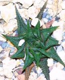 Pokojové rostliny:  > Haworthie (Haworthia)