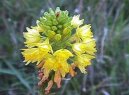 Pokojové rostliny:  > Hemantus, krvokvět, sloní ucho (Haemanthus)