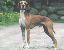 Psí plemena:  > Hertha Pointer